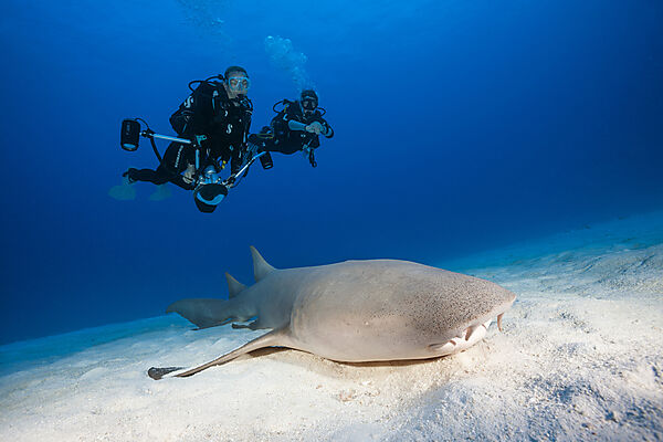 Taucher und Ammenhai, Nebrius ferrugineus, Felidhu Atoll, Indischer Ozean, Malediven