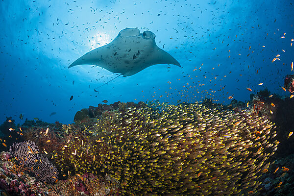 Riff-Manta ueber Glasfisch-Schwarm, Manta alfredi, Nord Ari Atoll, Indischer Ozean, Malediven