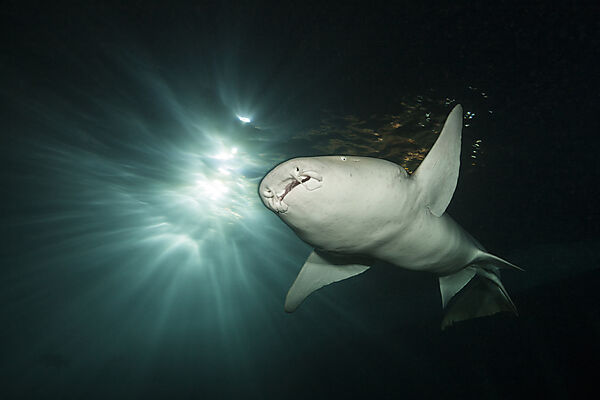 Nurse Shark at Night, Nebrius ferrugineus, Felidhu Atoll, Indian Ocean, Maldives