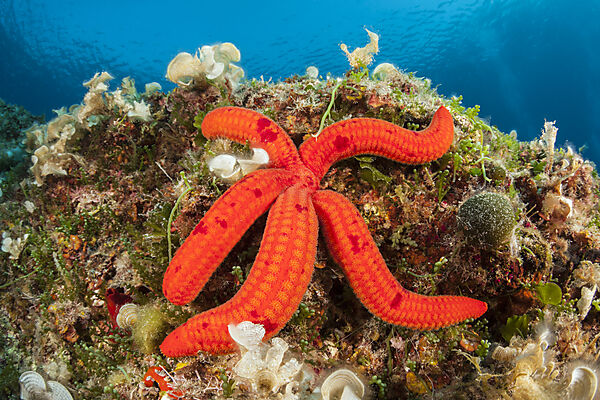 Purple Starfish, Echinaster sepositus, Vis Island, Mediterranean Sea, Croatia