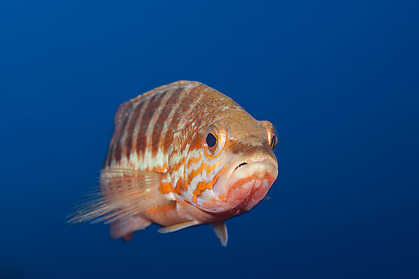 Saegebarsch, Serranus cabrilla, Insel Vis, Mittelmeer, Kroatien