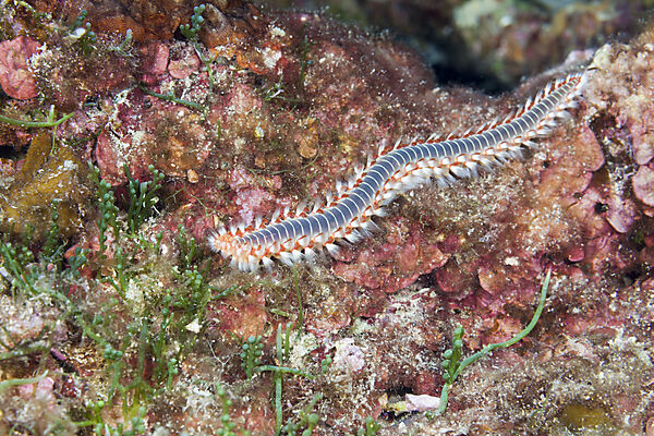 Feuerwurm, Hermodice carunculata, Insel Vis, Mittelmeer, Kroatien
