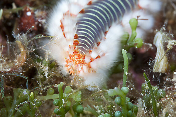 Feuerwurm, Hermodice carunculata, Insel Vis, Mittelmeer, Kroatien