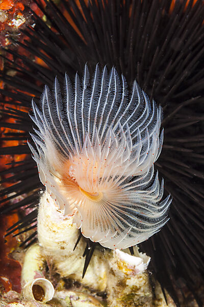Kalkroehrenwurm, Protula spec., Insel Vis, Mittelmeer, Kroatien