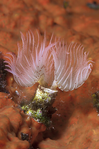 Kalkroehrenwurm, Protula spec., Insel Vis, Mittelmeer, Kroatien