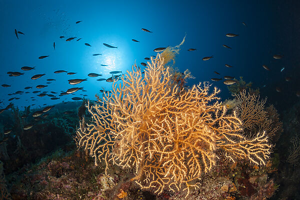 Gelbe Gorgonie, Eunicella cavolinii, Insel Vis, Mittelmeer, Kroatien