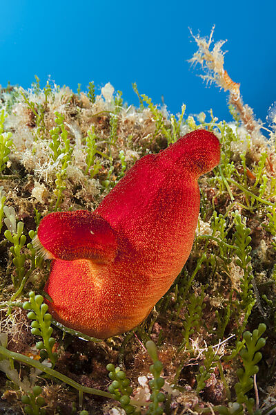 Rote Seescheide, Halocynthia papillosa, Insel Vis, Mittelmeer, Kroatien