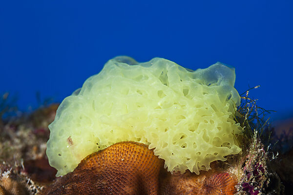 Gelber Gitterkalkschwamm, Clathrina clathrus, Insel Vis, Mittelmeer, Kroatien