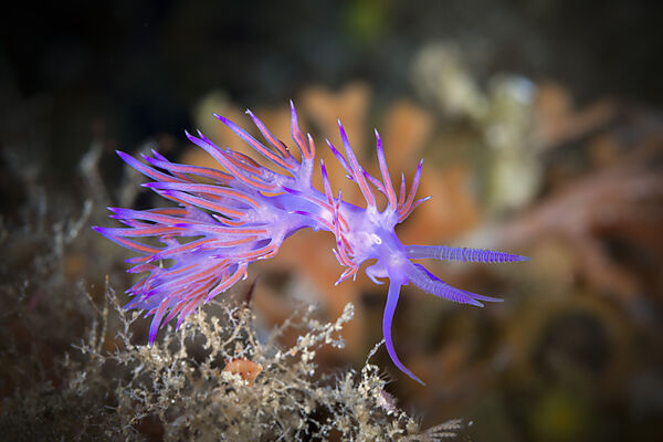 Violette Fadenschnecke, Flabellina affinis, Insel Vis, Mittelmeer, Kroatien
