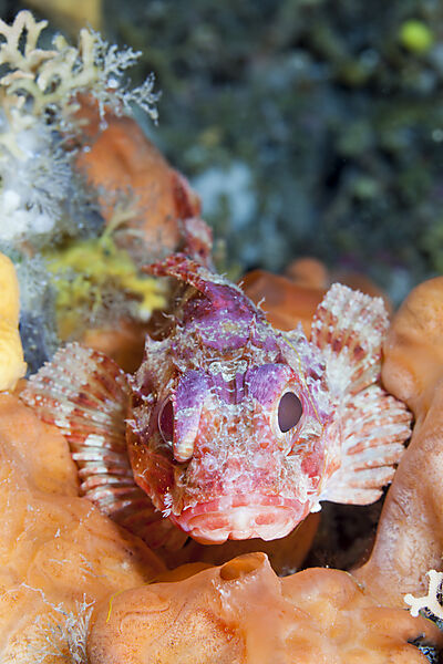 Kleiner Roter Drachenkopf, Scorpaena notata, Insel Vis, Mittelmeer, Kroatien