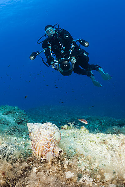 Diver and Tritons Horn, Charonia lampas, Vis Island, Mediterranean Sea, Croatia