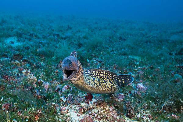 Mediterranean Moray, Muraena helena, Vis Island, Mediterranean Sea, Croatia