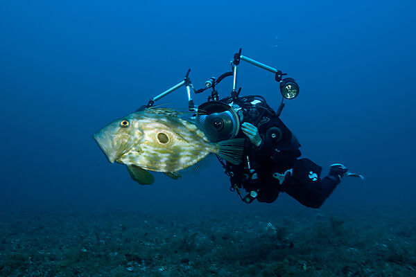 Taucher und Heringskoenig, Zeus Faber, Insel Vis, Mittelmeer, Kroatien