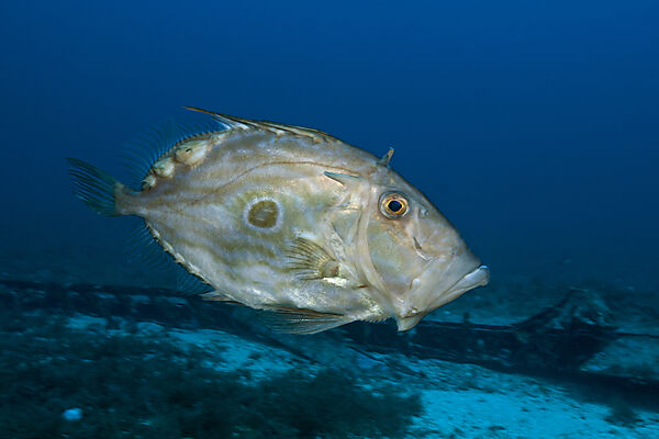John Dory, Zeus Faber, Vis Island, Mediterranean Sea, Croatia