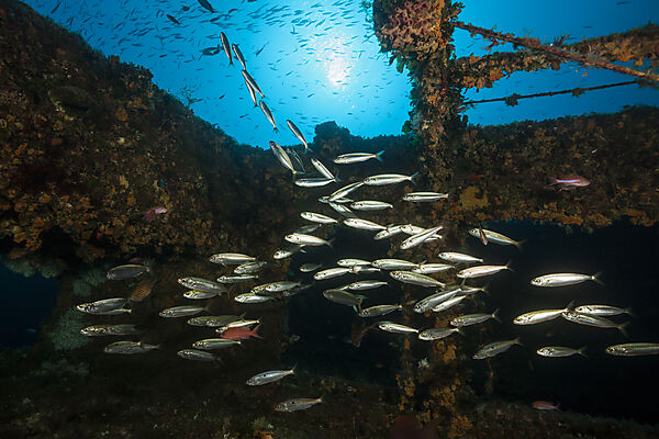 Wreck Vassilios T, Vis Island, Mediterranean Sea, Croatia