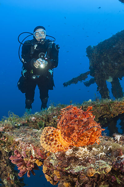 Taucher findet Grossen Roten Drachenkopf am Vassilios Wrack, Scorpaena scrofa, Insel Vis, Mittelmeer, Kroatien