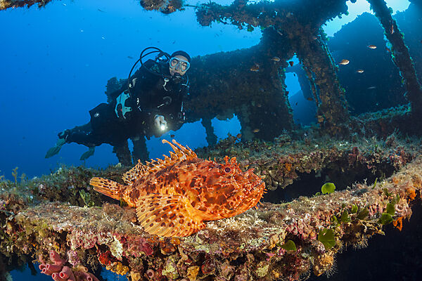Taucher findet Grossen Roten Drachenkopf am Vassilios Wrack, Scorpaena scrofa, Insel Vis, Mittelmeer, Kroatien