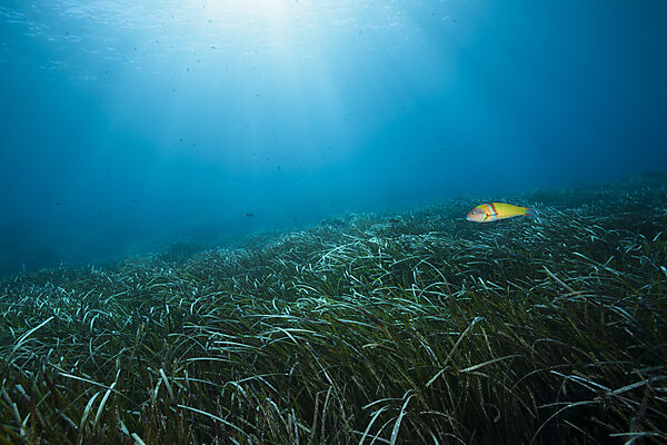 Ecosystem Seagrass Meadows, Vis Island, Mediterranean Sea, Croatia