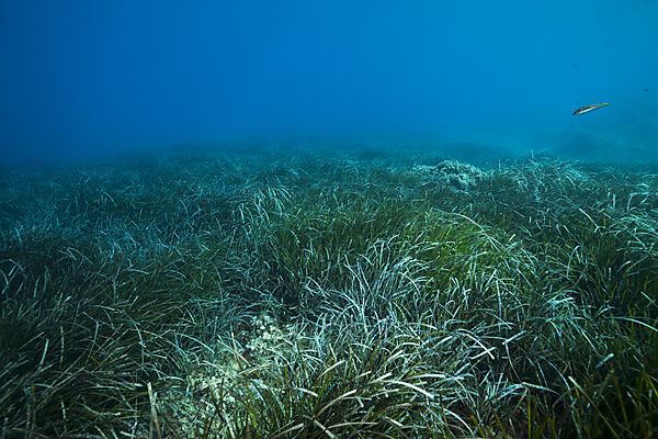 Ecosystem Seagrass Meadows, Vis Island, Mediterranean Sea, Croatia