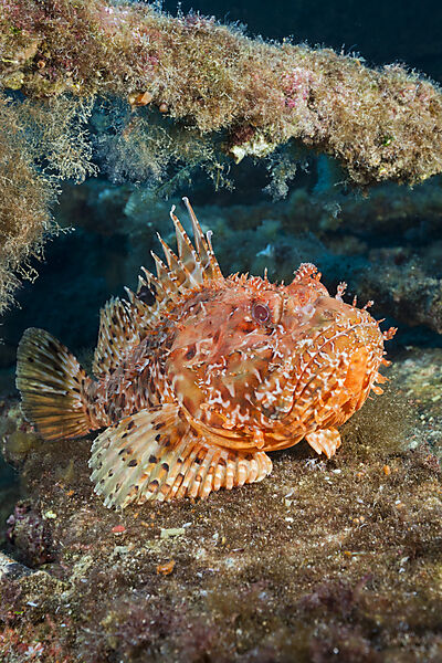 Red Scorpionfish at Teti Wreck, Scorpaena scrofa, Vis Island, Mediterranean Sea, Croatia