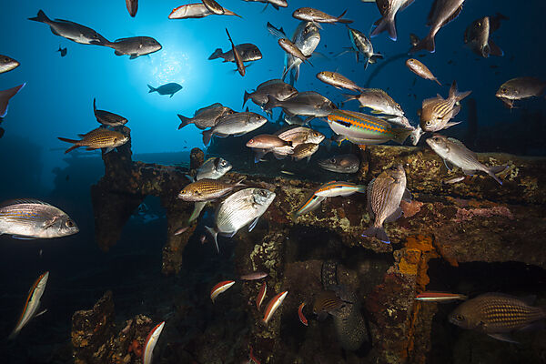 School of fish at Teti Wreck, Vis Island, Mediterranean Sea, Croatia