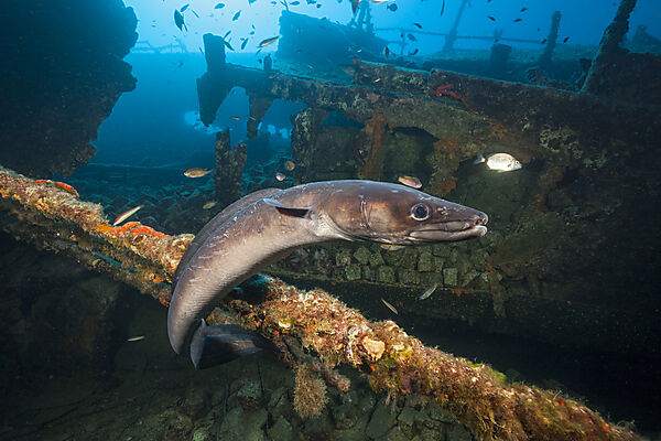 European Conger at Teti Wreck, Conger conger, Vis Island, Mediterranean Sea, Croatia
