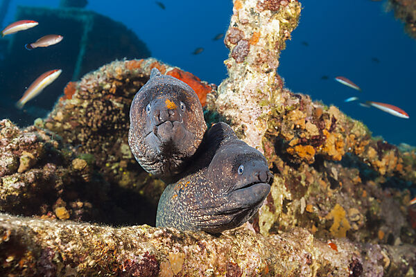 Pair of Brown Moray at Teti Wreck, Gymnothorax unicolor, Vis Island, Mediterranean Sea, Croatia