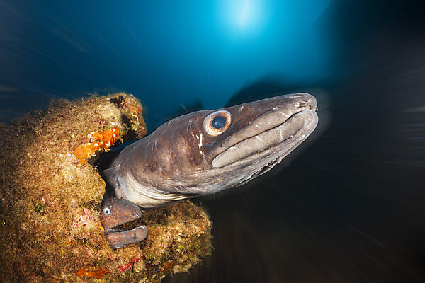 European Congeran Brown Moray at Teti Wreck, Conger conger, Vis Island, Mediterranean Sea, Croatia