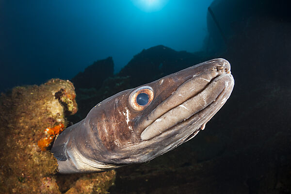 European Conger at Teti Wreck, Conger conger, Vis Island, Mediterranean Sea, Croatia