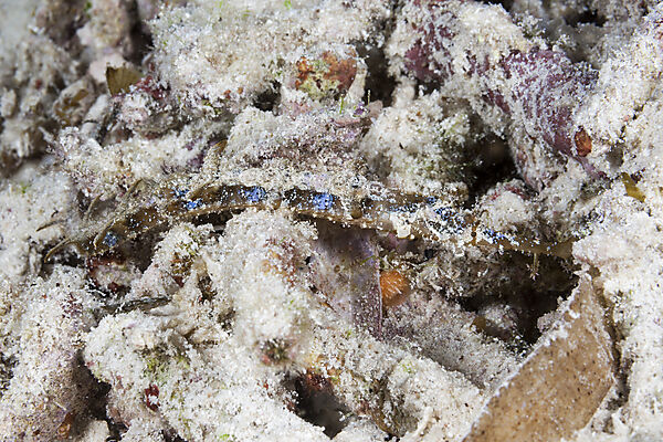 Schmuck-Seenadel, Halicampus sp., Raja Ampat, West Papua, Indonesien