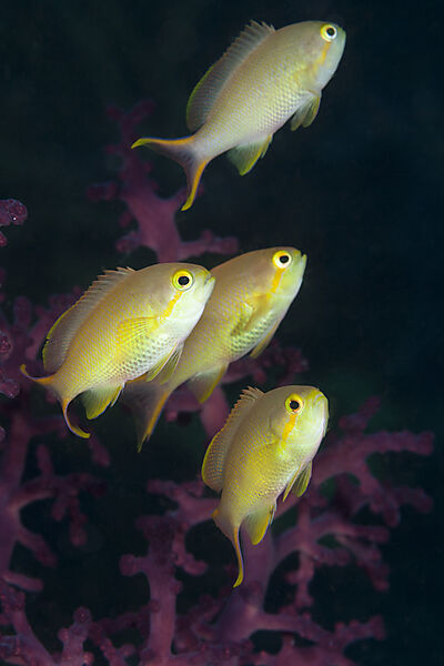 Grüne Fahnenbarsche, Weibchen, Pseudanthias huchtii, Raja Ampat, West Papua, Indonesien
