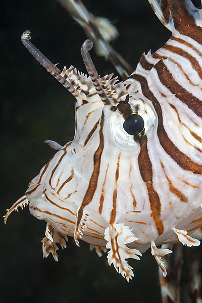 Rotfeuerfisch, Pterois volitans, Raja Ampat, West Papua, Indonesien