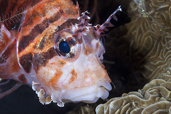 Kurzflossen-Zwergfeuerfisch, Dendrochirus brachypterus, Raja Ampat, West Papua, Indonesien