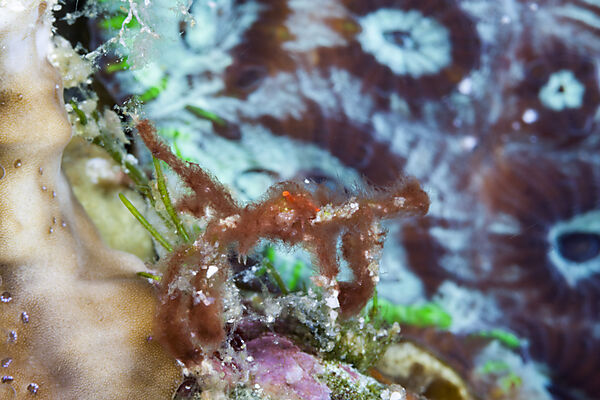 Orang-Utan Krabbe, Achaeus japonicus, Raja Ampat, West Papua, Indonesien