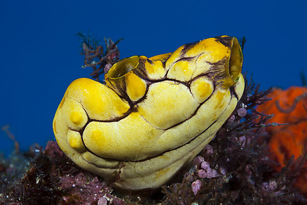 Gold-Seescheide, Polycarpa aurata, Raja Ampat, West Papua, Indonesien
