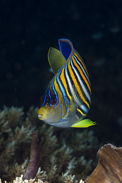 Pfauenaugen-Kaiserfisch, Pygoplites diacanthus, Raja Ampat, West Papua, Indonesien