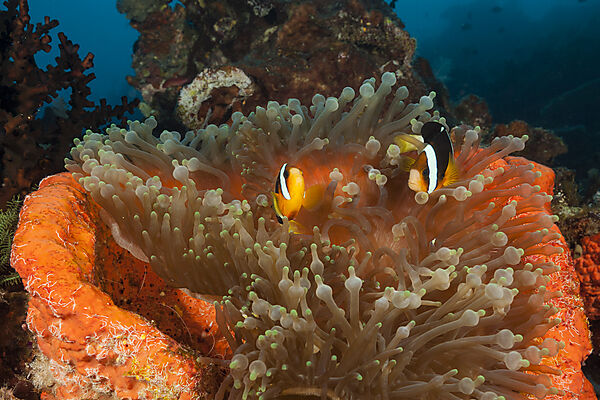 Clarks Anemonenfische, Amphiprion clarkii, Raja Ampat, West Papua, Indonesien