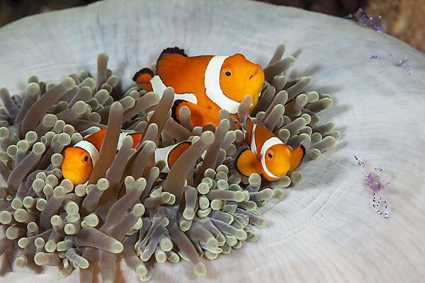 Orange-Ringel-Anemonenfische in Prachtanemone, Amphiprion ocellaris, Raja Ampat, West Papua, Indonesien