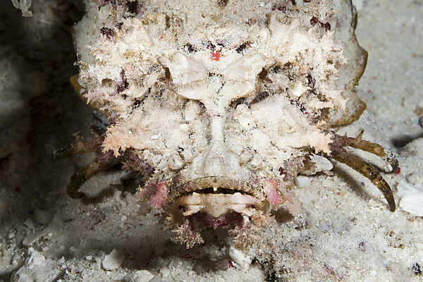 Teufels-Skorpionfisch, Inimicus caledonicus, Raja Ampat, West Papua, Indonesien