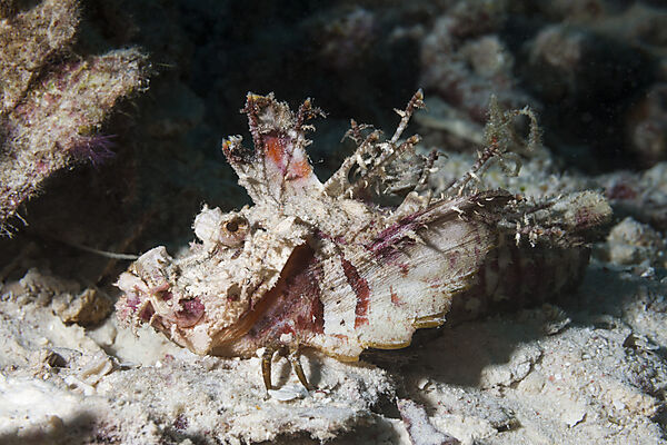 Teufels-Skorpionfisch, Inimicus caledonicus, Raja Ampat, West Papua, Indonesien