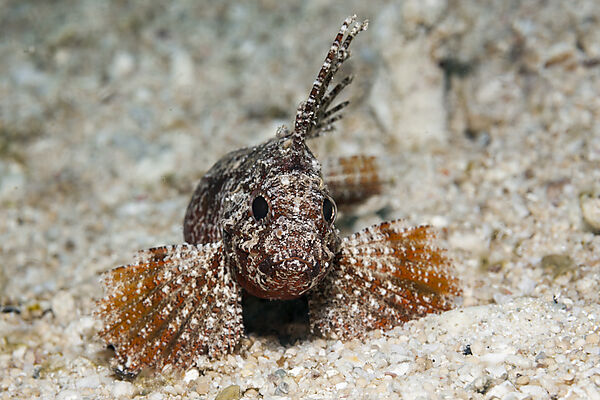 Langstrahlen-Stirnflosser, Paracentropogon longispinis, Raja Ampat, West Papua, Indonesien