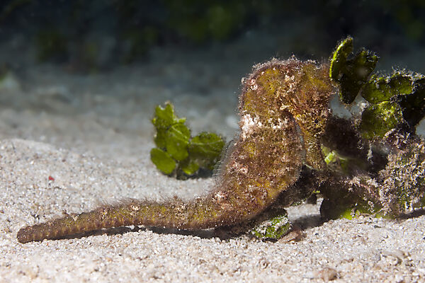 Seepferdchen, Hippocampus kuda, Raja Ampat, West Papua, Indonesien