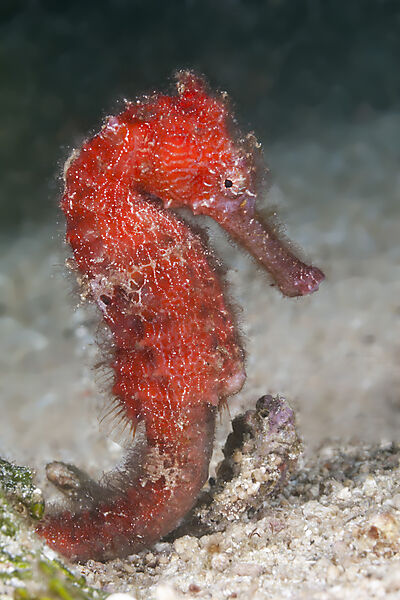 Seepferdchen, Hippocampus kuda, Raja Ampat, West Papua, Indonesien