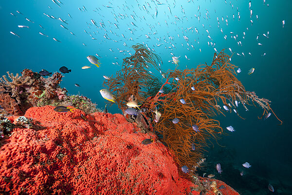 Buntes Korallenriff, Raja Ampat, West Papua, Indonesien