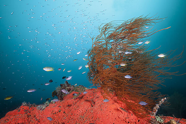 Buntes Korallenriff, Raja Ampat, West Papua, Indonesien
