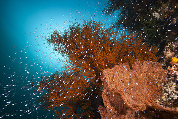 Buntes Korallenriff, Raja Ampat, West Papua, Indonesien