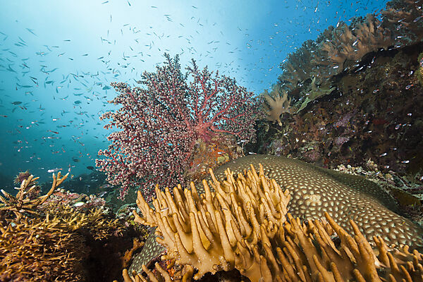 Buntes Korallenriff, Raja Ampat, West Papua, Indonesien
