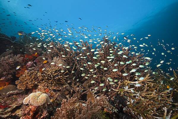 Artenreiches Korallenriff, Raja Ampat, West Papua, Indonesien