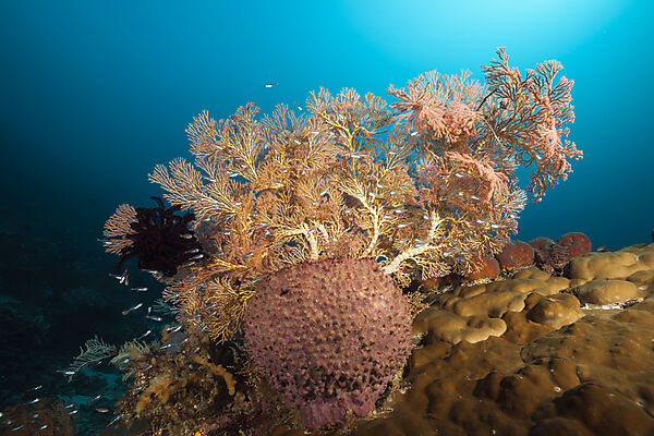 Artenreiches Korallenriff, Raja Ampat, West Papua, Indonesien