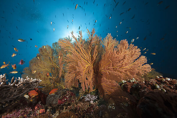 Buntes Korallenriff, Raja Ampat, West Papua, Indonesien